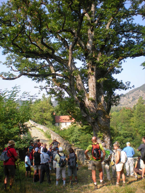 The big oak tree in Tiglieto