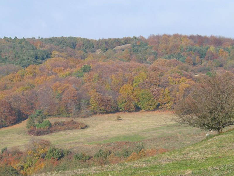 Autumn meadows and woodlands