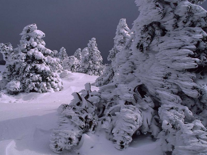 Snow-clad pines