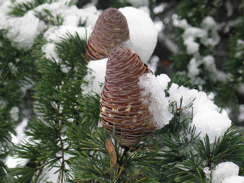 Snow-clad pine cones